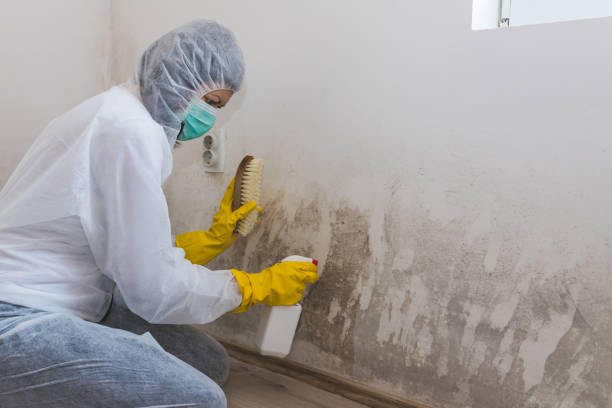 Best Bathroom Mold Remediation in Hapeville, GA