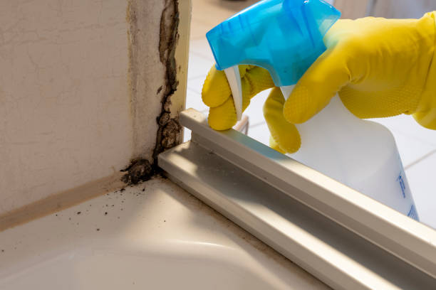 Best Kitchen Mold Remediation in Hapeville, GA
