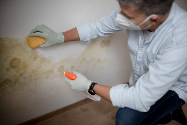 Best Commercial Mold Remediation in Hapeville, GA