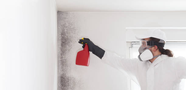 Best Insurance-Related Mold Remediation in Hapeville, GA