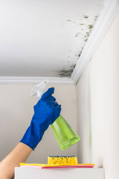 Best Residential Mold Remediation in Hapeville, GA